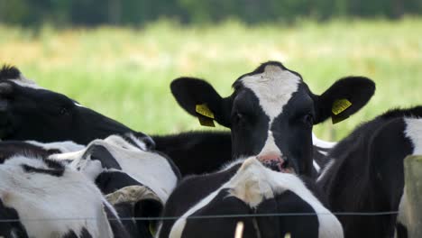 Cerca-De-Un-Grupo-De-Vacas-Rodeadas-De-Moscas