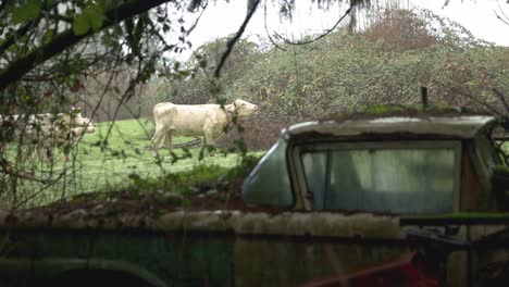 vaca blanca detrás de un vehículo abandonado apretado