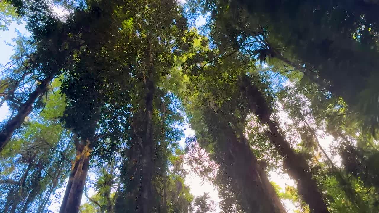 Upward camera pans reveal sunbeams filtering through lush rainforest trees in natural daylight