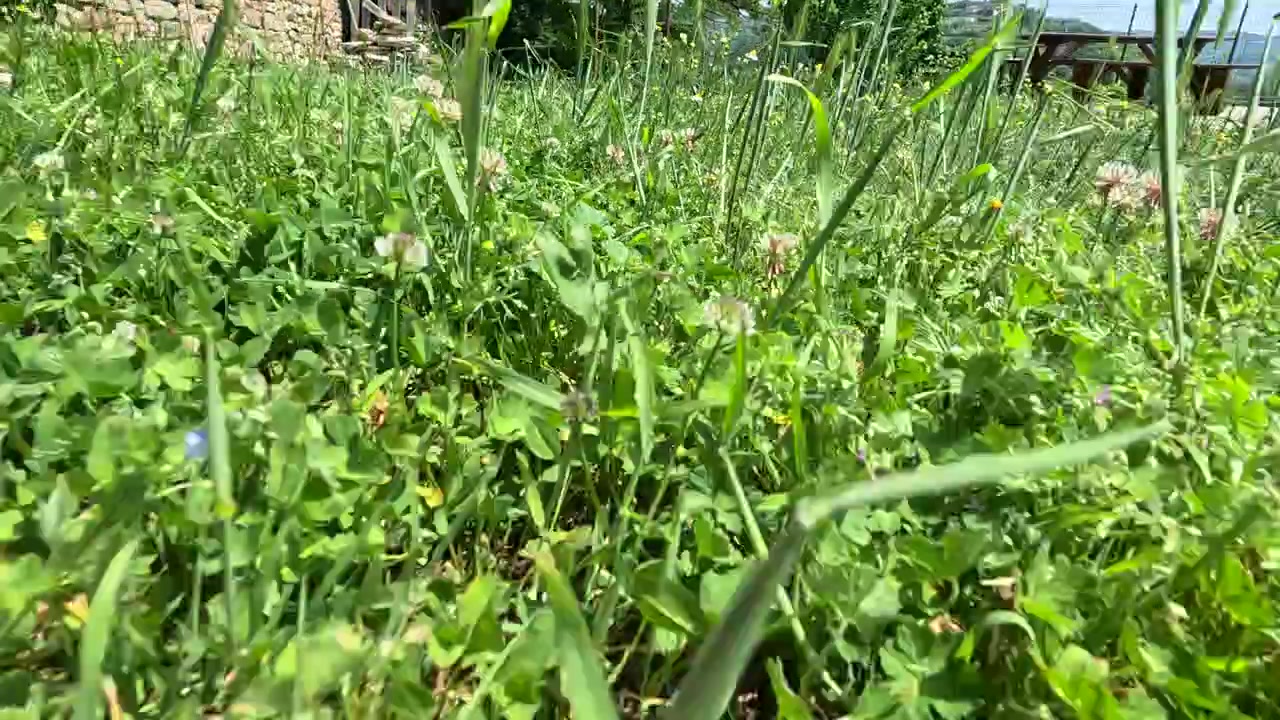Kamera i lav vinkel bevæger sig gennem frodig grøn kløver og vilde blomster på en solrig sommereng.