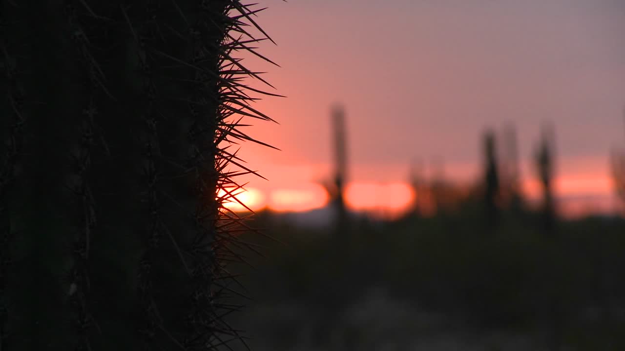 el sol se pone con cactus en primer plano