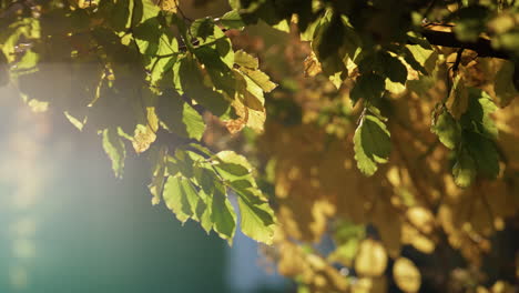 Buntes-Waldlaub-Herbstmorgen.-Nahaufnahme-Gelber-Blätter-Im-Sonnenlicht.