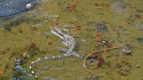 close up shot of a small asian water monitor, varanus salvator crawling in the shallow waters, searching for prey