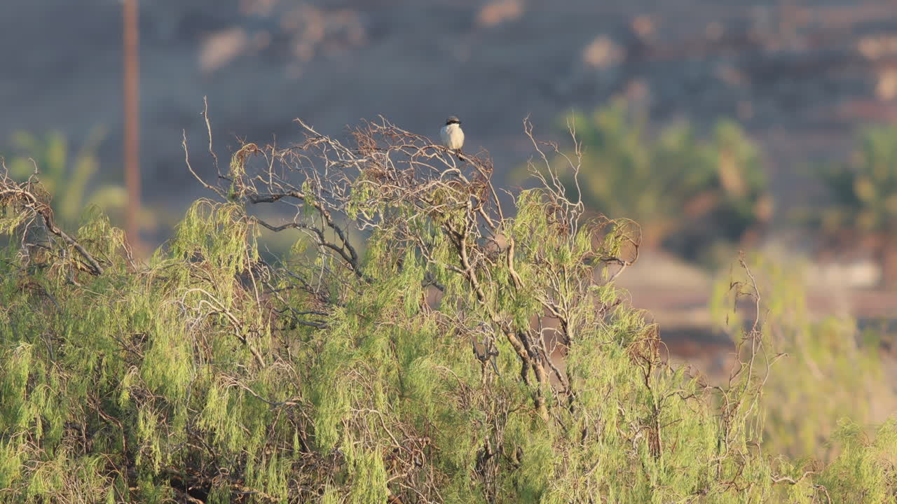 a Canary Island Dessert Grey Shrike sitting on a bush