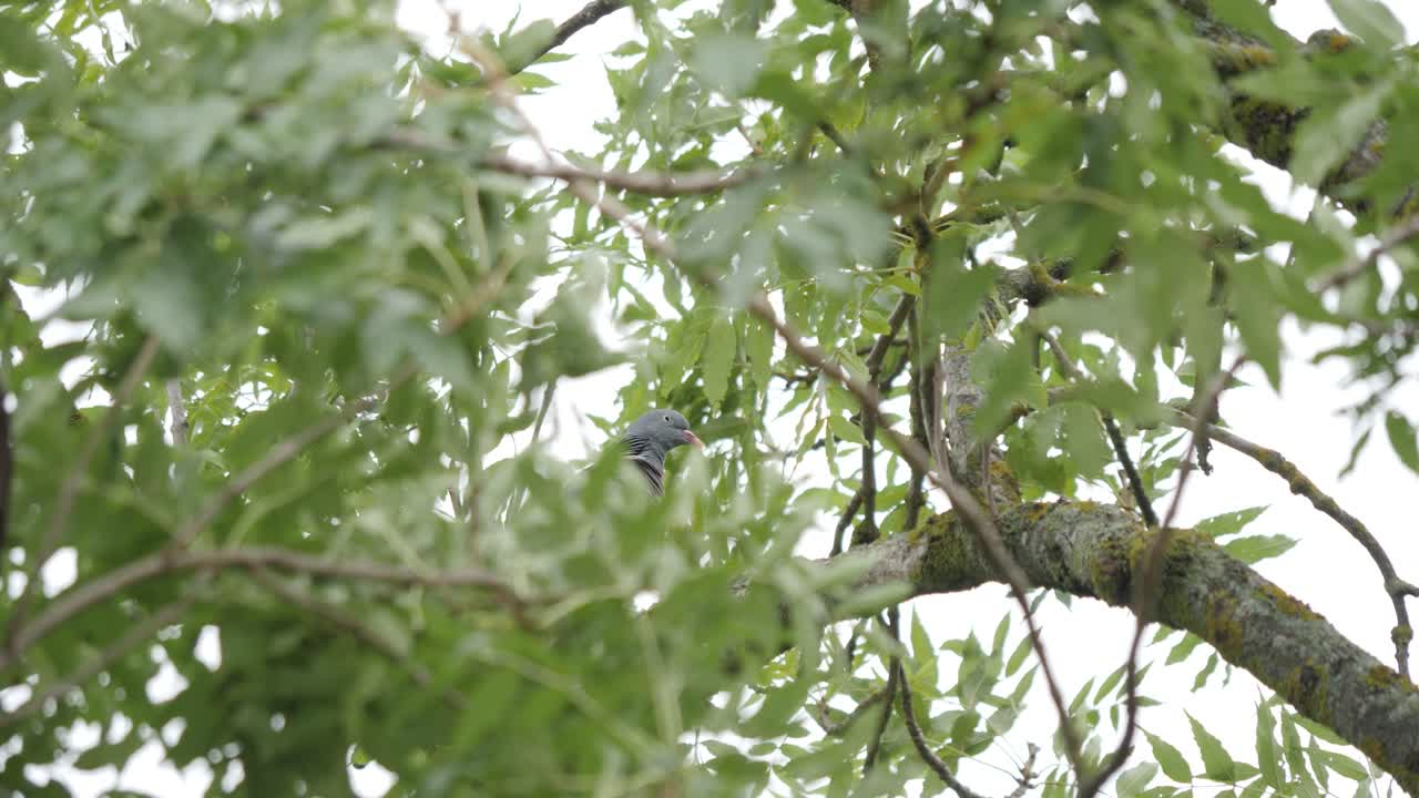 Common wood pigeon cleaning himself