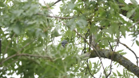 Common-wood-pigeon-cleaning-himself