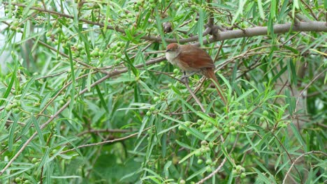 Medium-sized-ovenbird,-freckle-breasted-thornbird,-phacellodomus-striaticollis-with-long-and-spiky-tail-perching-on-a-branch-of-a-fruitfu-searsia-lanceal-tree-at-pantanal-brazil