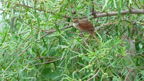 hornero de tamaño mediano, pájaro espinoso de pecas, phacellodomus striaticollis con cola larga y puntiaguda posada en una rama de un árbol fruitfu searsia lanceal en pantanal brasil