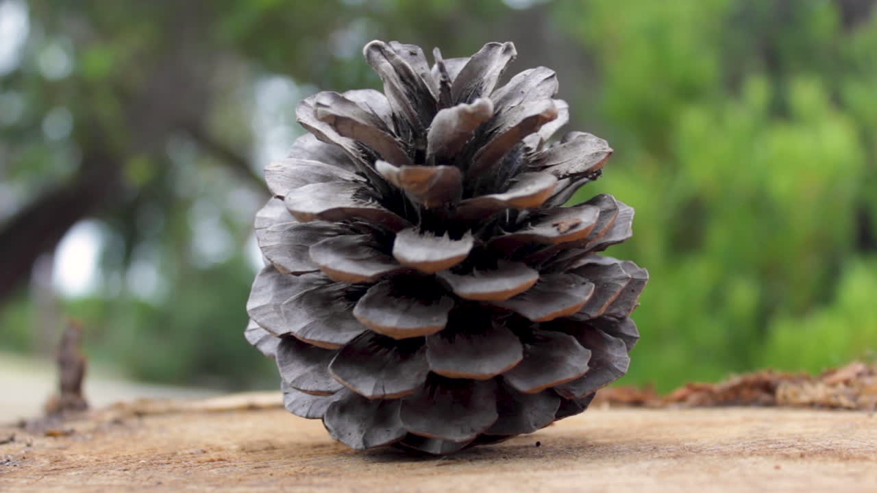 piña sentada en el tocón de un árbol