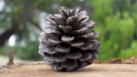piña sentada en el tocón de un árbol
