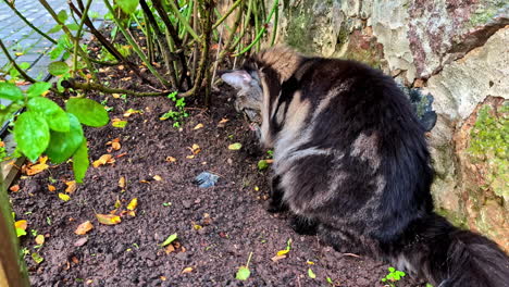 maine coon and a small dead bird outdoors - close up