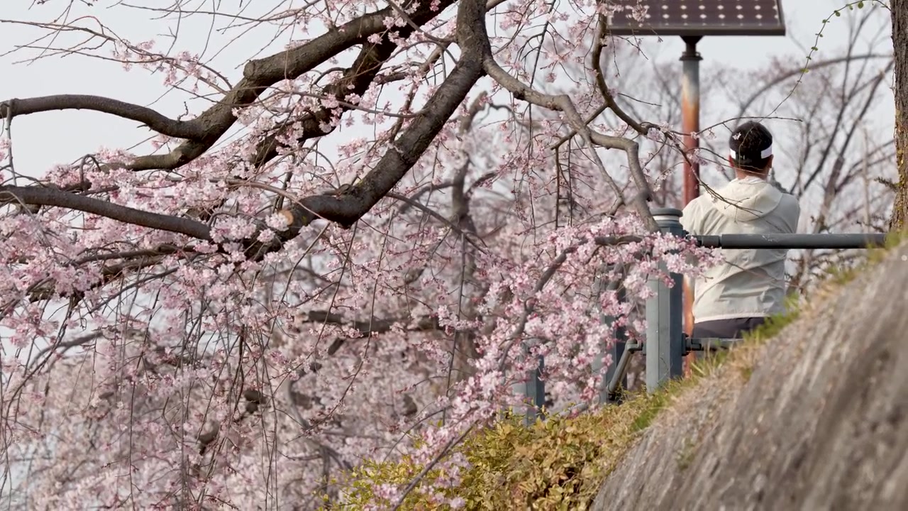 Un uomo con una giacca bianca sta in piedi accanto ad alberi di sakura rosa su un argine di pietra