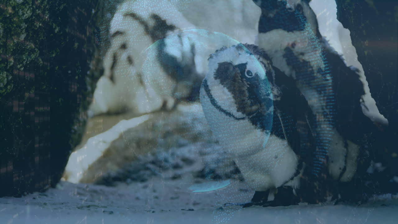 Animation of globe over penguins