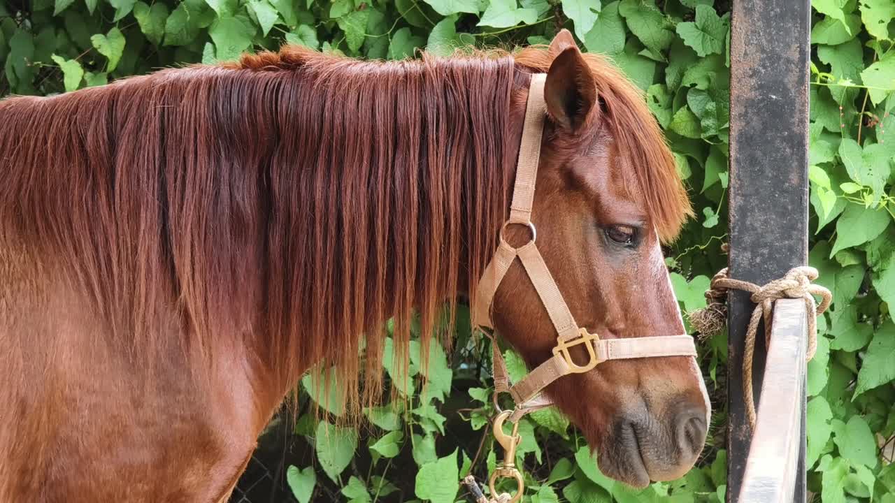 perfil de caballo marrón