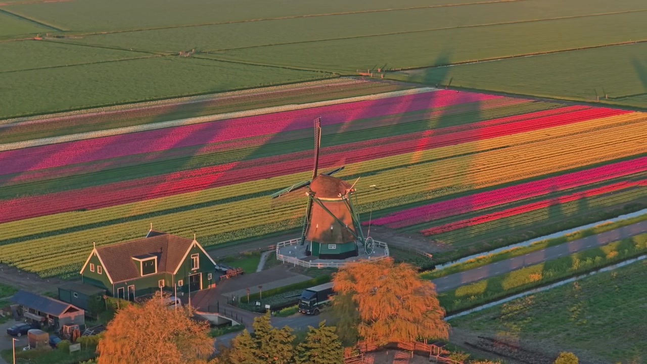 Mulino a vento olandese in funzione tra campi di tulipani colorati al tramonto