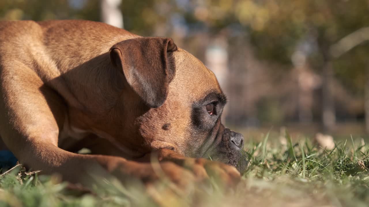 공원에서 야외에 서 있는 동안 주위를 둘러보는 사랑스러운 박서 개의 가까운 전망