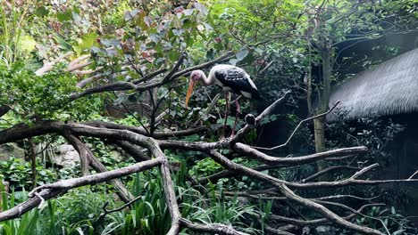 Ave-Zancuda-Grande,-Cigüeña-Pintada,-Mycteria-Leucocephala-Posada-En-La-Rama-De-Un-árbol-Y-Volando-En-Las-Maravillas-Del-Río-Singapur,-Zoológico-Safari,-Reservas-Mandai