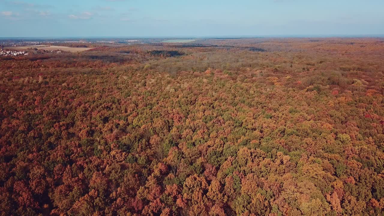 yellowed trees of the forest aerial view. Wonderfull landscape of autumn. Camera motion backwards