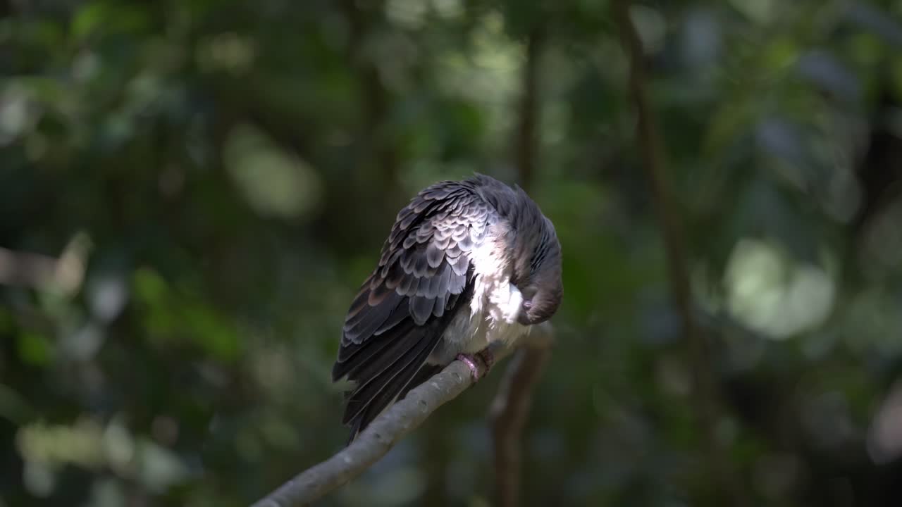 Rufus Turtle Dove Bird Standing Still on a Tree Branch