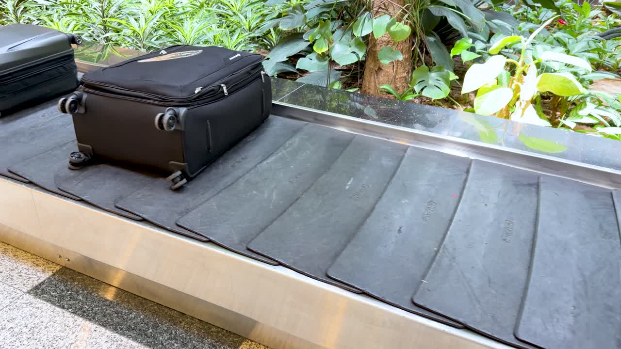 後ろに熱帯植物がある空港ターミナルで、コンベアベルトに沿って流れる荷物。
