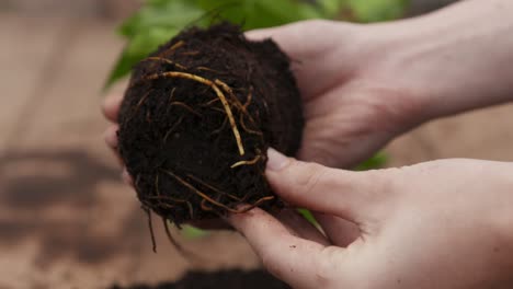 actividad de jardinería desde macetas, cuidado de árboles jóvenes y cuidado general de las plantas