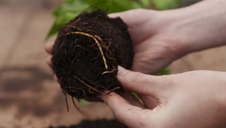 gardening activity from potting plants, tending to young trees and general plant care