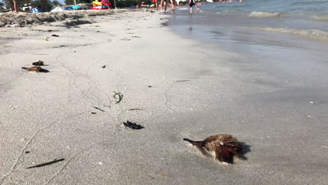 Ein-Sonniger-Sommertag-Am-Strand