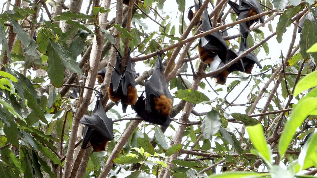 Bats roosting in trees tropical forest wildlife natural habitat close-up view animal behavior