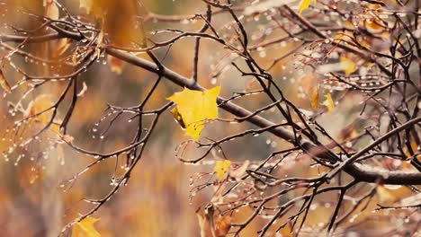 leaves and branches of trees in late autumn during rain.