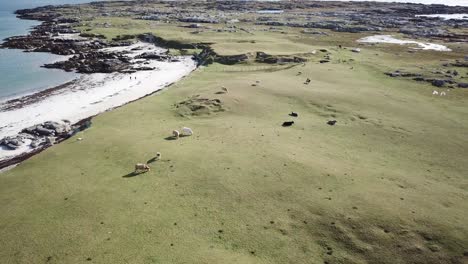 aerial-tilt-up:-Connemara-landscape:-bovines,-rocky-beach-and-fields,-Ireland