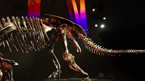 exposición del esqueleto de triceratops con un fondo colorido