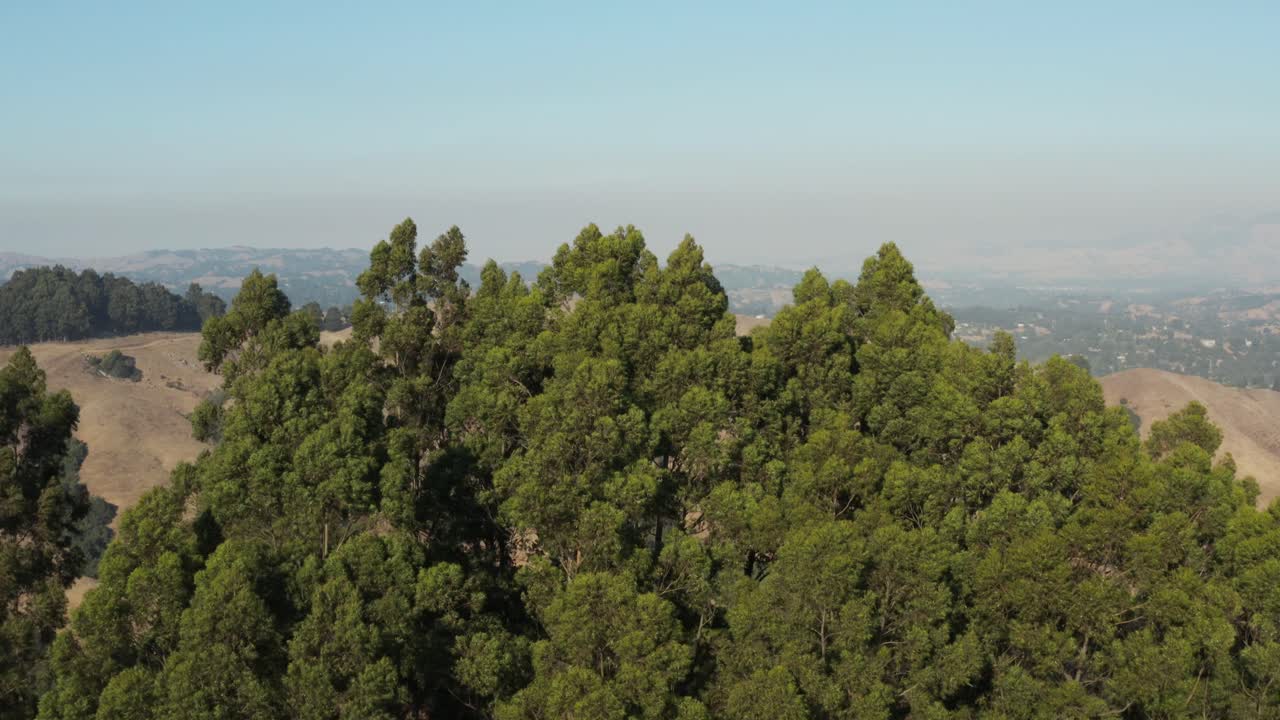 Rising over Large Eucalyptus trees in Berkeley hills aerial Northern California