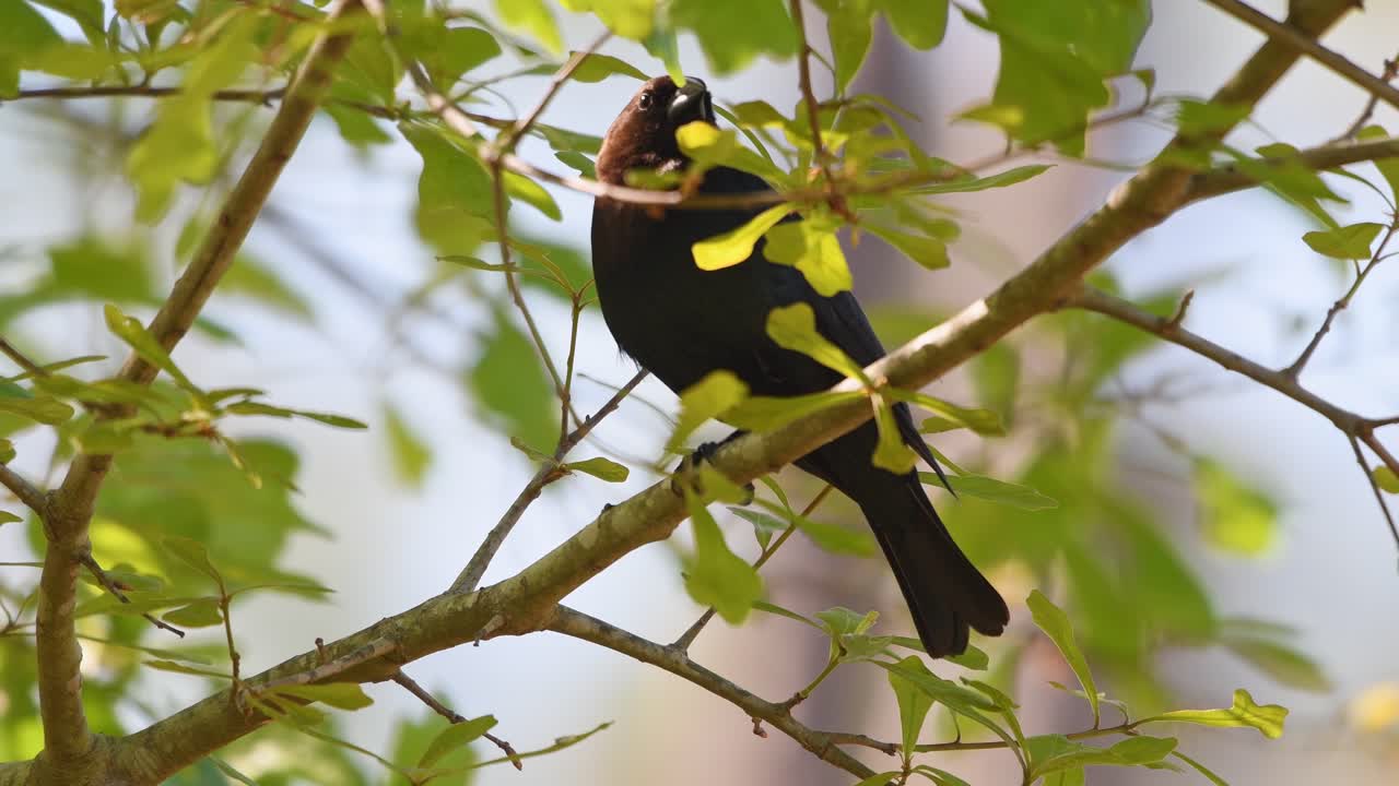 pájaro vaquero de cabeza marrón posado en un árbol mirando alrededor del área