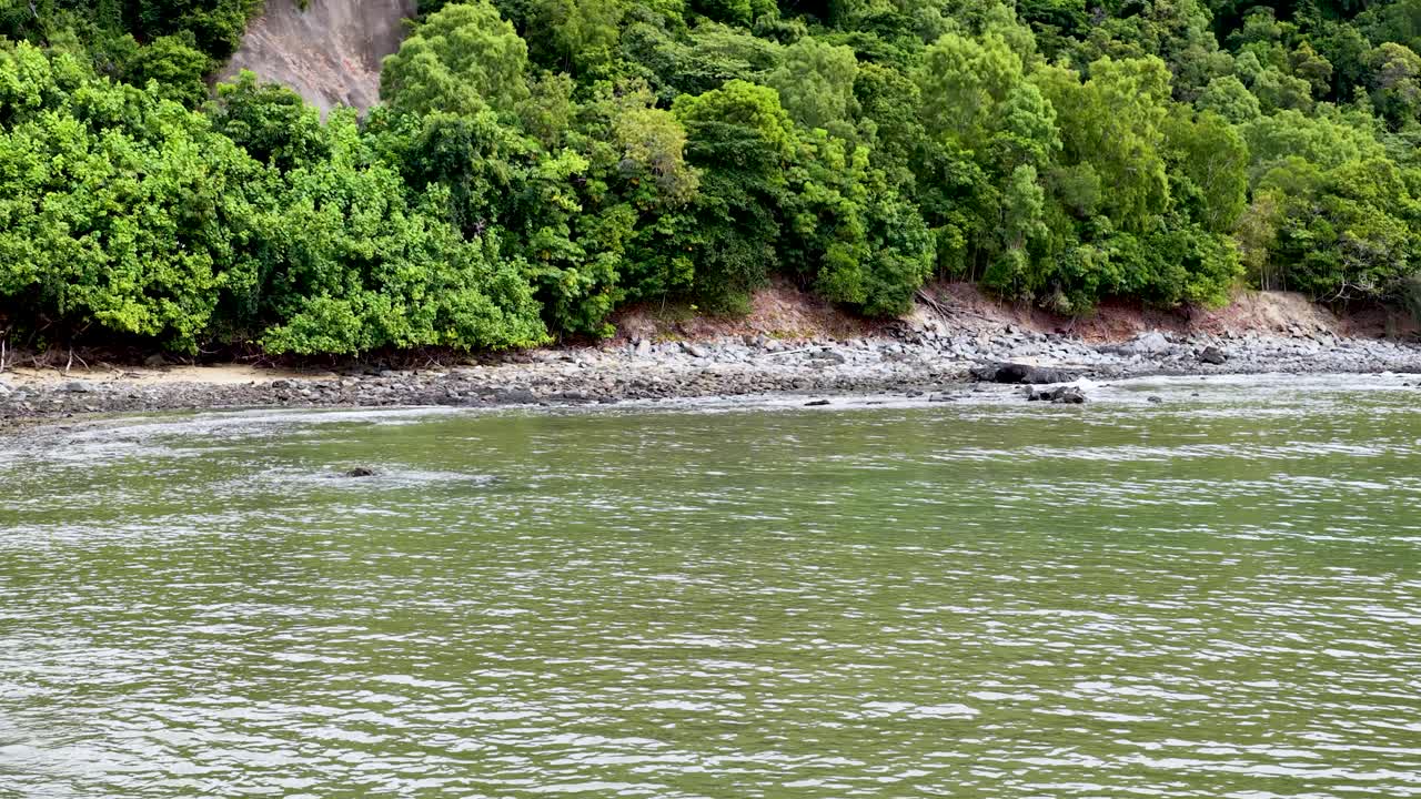 Lush mangrove forest borders rocky shoreline, gentle waves, overcast daylight, smooth lateral camera pan