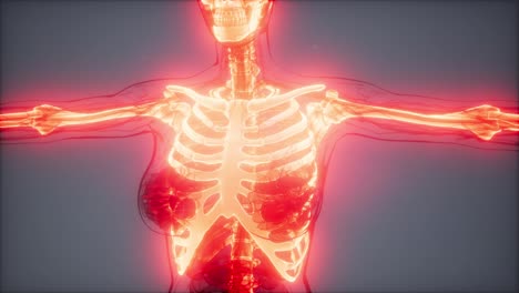 cuerpo humano transparente con huesos visibles