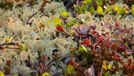 close up of lichen and red leaves on the forest floor