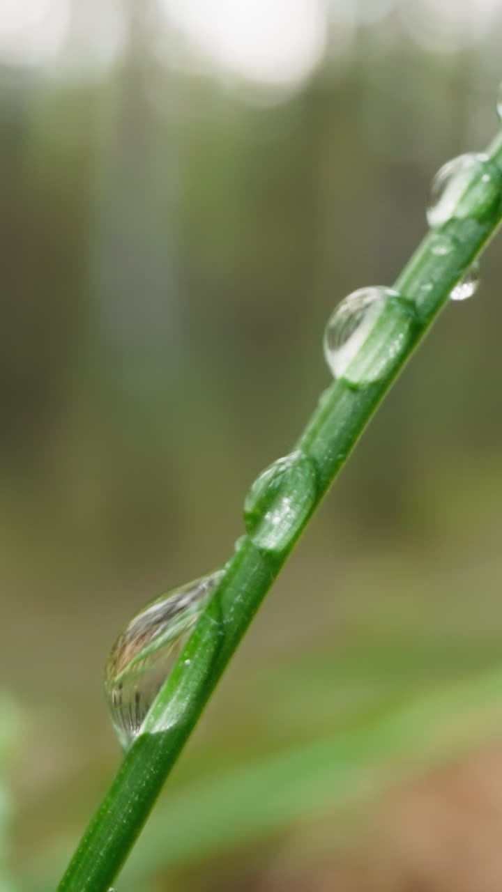 Green stem blade of grass on forest clearing covered with dew drops in morning. Crystal water glistens on grass after rain on blurred background