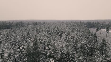 Drone-flight-over-the-forest-in-winter