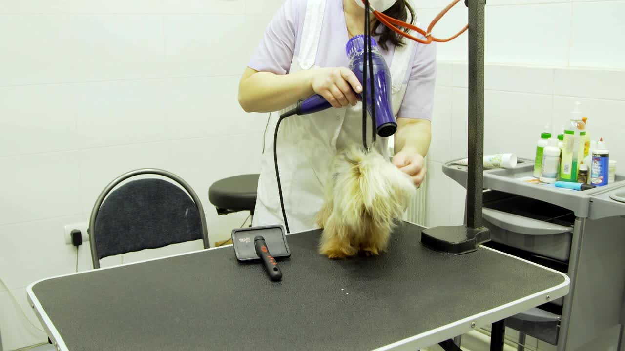 애완동물 미용실에서 개