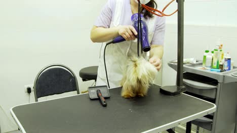 dog in pet grooming salon