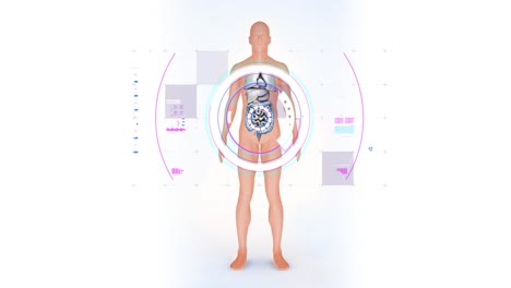 animation of digital interface over human body model