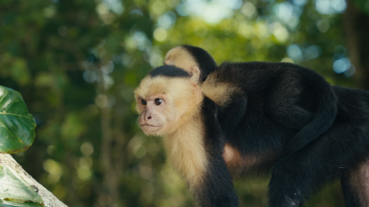 Capuchin monkey with baby in nature