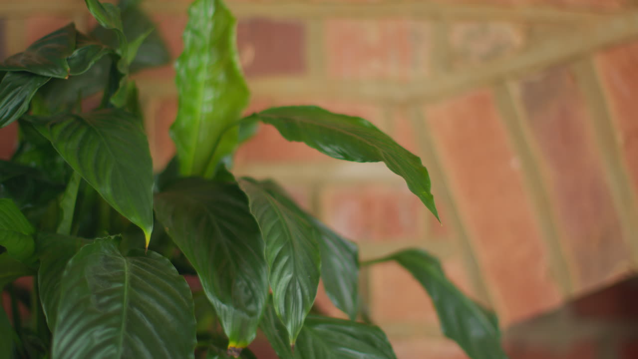 Close Up On Leaves Of Peace Lily Houseplant In Lounge At Home