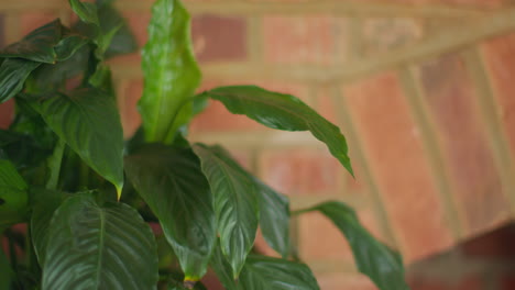 close up on leaves of peace lily houseplant in lounge at home