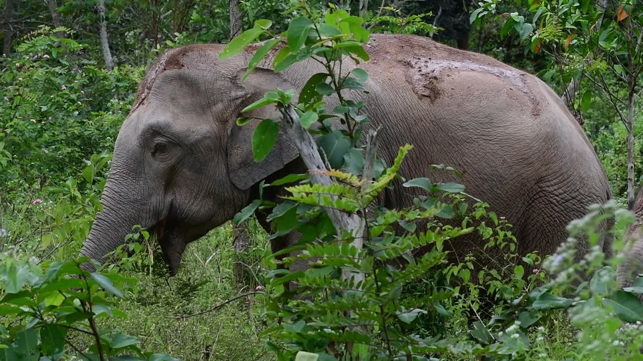 los elefantes asiáticos son especies en peligro de extinción y también son residentes de tailandia