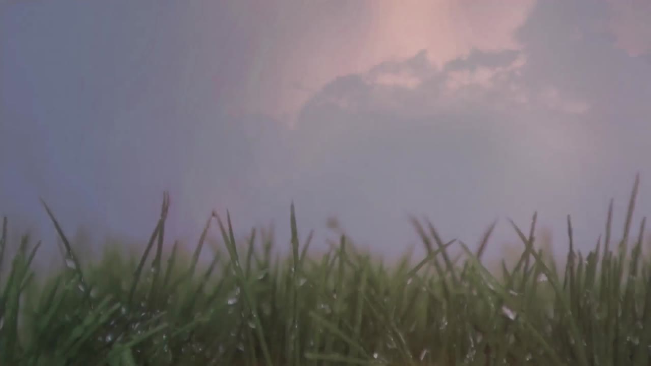 우리는 풀과 구름과 번개로 하늘을