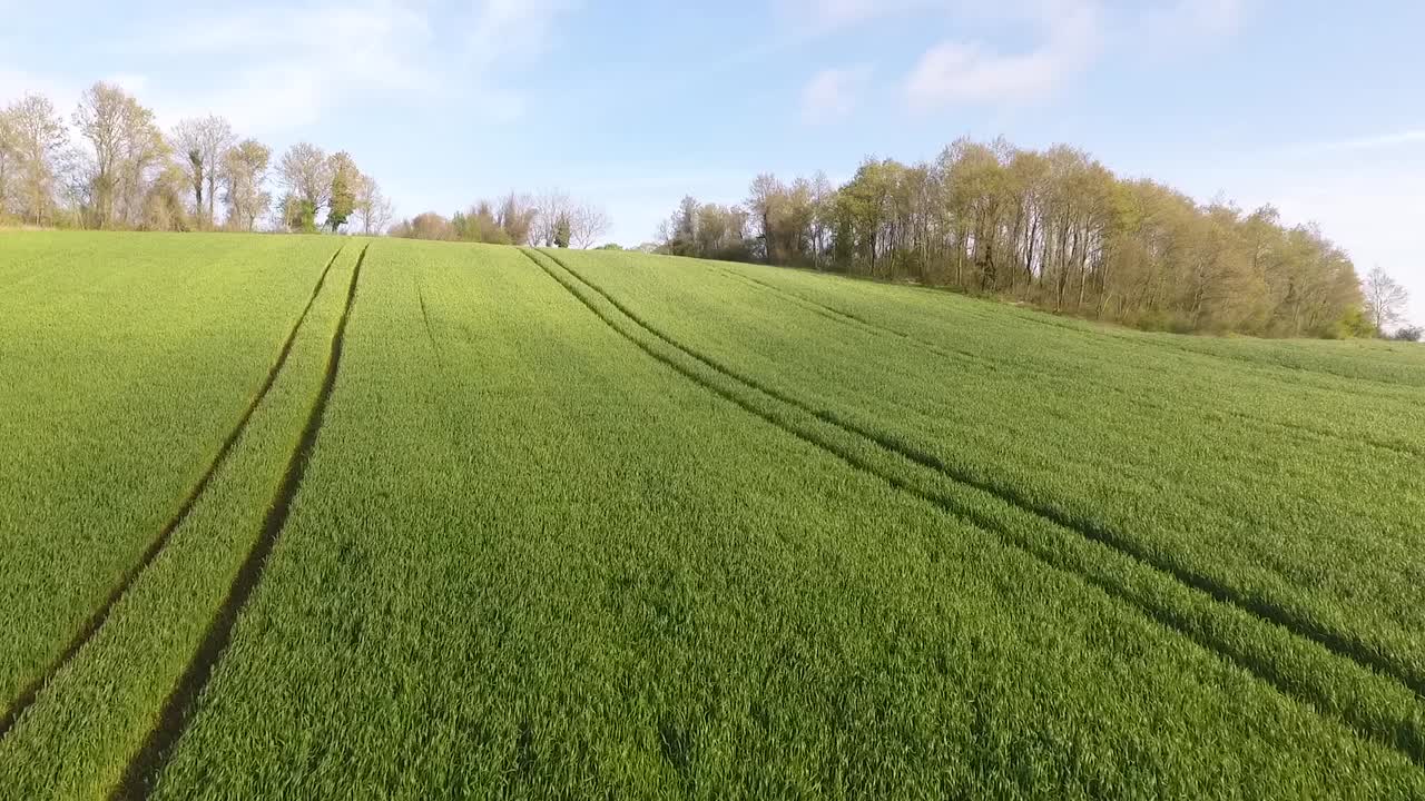 Feld mit jungem grünem Weizen, Drohnenaufnahme