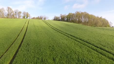 Feld-Mit-Drohnenaufnahmen-Aus-Grünem-Frühweizen