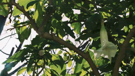 Moonflower-Swaying-Gently-in-the-Wind-Soft-Rain,-Slow-Motion-4K