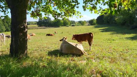 on a meadow mother cows with calves are lying in the sun